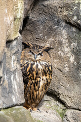 Eurasian Eagle-Owl (Bubo bubo) in rocky mountain habitat Europe