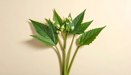 A detailed botanical illustration of the plant, featuring slender hollow stems, pointed leaves, and delicate small white flowers, beautifully rendered against a soft cream background.