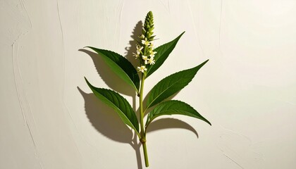 A detailed botanical illustration of the plant, featuring slender hollow stems, pointed leaves, and delicate small white flowers, beautifully rendered against a soft cream background.