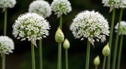 Close up of delicate white allium flowers blooming in a garden with green stems and blurred background in soft natural light