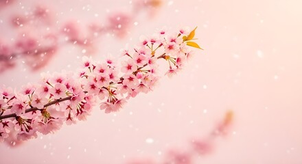 Fototapeta premium Delicate pink cherry blossom branches in soft sunlight with falling petals creating a dreamy springtime atmosphere