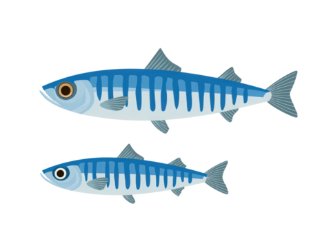 Two blue striped fish swimming in the ocean - Powered by Adobe