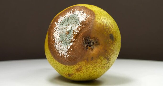 Overripe and rotten pear. Pear covered with mold with aflatoxins. Rotten pear rotates on dark background