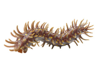 A large, spiky sea creature with a brown and white coloration