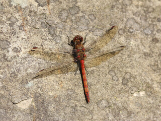 Gro&szlig;e Heidelibelle - Common Darter