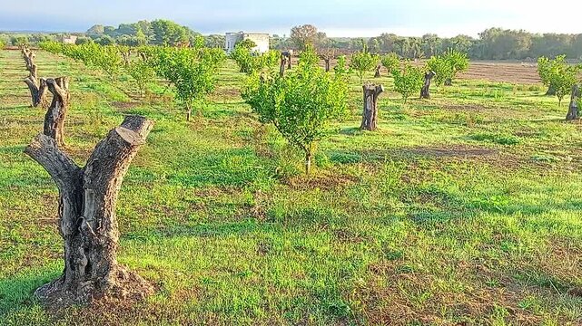 Puglia, Salento, Italy: citrus groves replace heavily pruned olive trees that were severely affected by Xylella disease