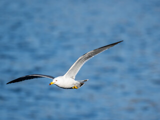 Flying Seagull, 青い海を背景に飛ぶカモメ