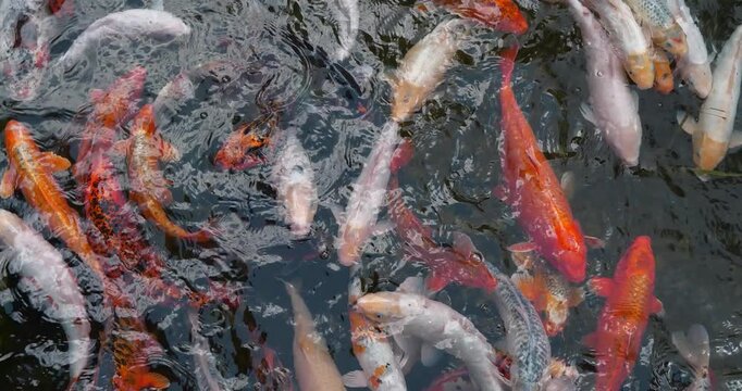 Slow Motion. Motley Koi, fancy carps fish swims in water in pond