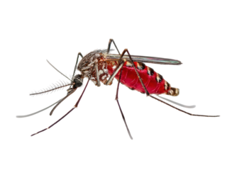 A mosquito is laying on a white background