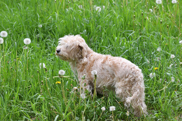 Cockapoo is a cross between a cocker spaniel and a poodle.