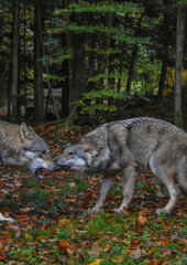 Two wolves biting each other in a social behavior scene
