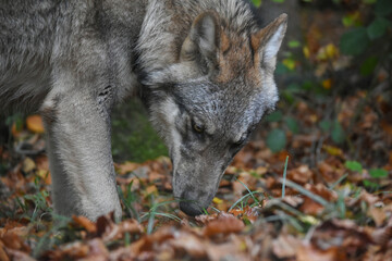 A gray wolf sniffing the forest floor  © lisica1
