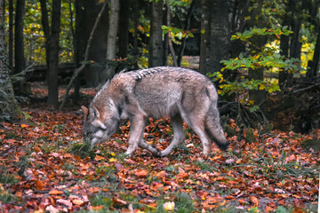 Two wolves carrying whole chickens in their mouths

