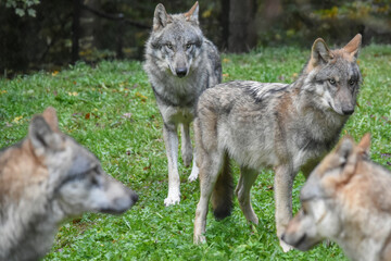 Fototapeta premium Wolf pack gathered on the forest edge