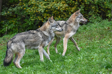 Two wolves carrying whole chickens in their mouths

