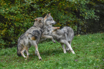 Wolf pack gathered on the forest edge


