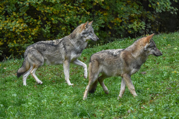 Fototapeta premium Two wolves gaze intently ahead.