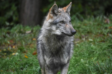 Portrait of a young grey wolf in forest

