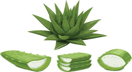 Aloe Vera Plant and Slices Vector Illustration, Symbolizing Natural Skincare, Organic Medicine, and Healthy Herbal Product Designs.Aloe Vera Plant and Slices Vector Illustration, 