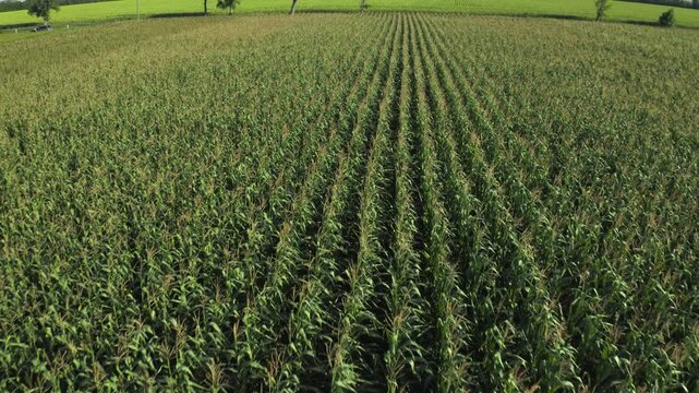 Aerial view of a vast green corn field with straight rows of young plants