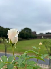 白いバラのつぼみ