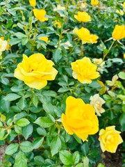 黄色いバラの花