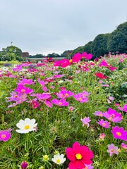 コスモス畑