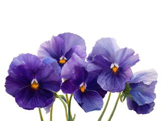 A bouquet of purple flowers with yellow centers