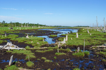 Dead Trees in the Marshland of Shunkunitai, Nemuro, Hokkaido, Japan — Unique Landscape of Coastal Forest Remnants