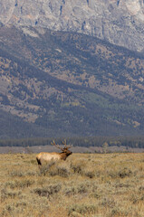 Bull Elk in Autumn in Grand Teton National Park Wyoming