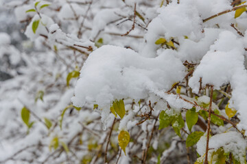 Close-up of shrub branches blanketed in fresh snow, with vibrant green and yellow leaves peeking through. Delicate winter contrast