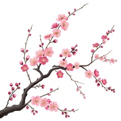 Delicate pink cherry blossom branch in bloom isolated on white background
