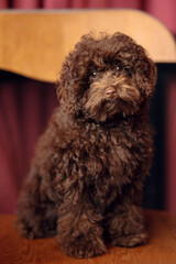 Portrait of a toy poodle puppy sitting in a coffee shop on a wooden chair, captured as a pet-friendly lifestyle scene with clean indoor composition and strong commercial usability.