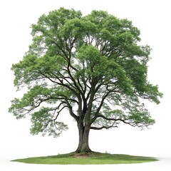 Majestic green tree with lush foliage on white background