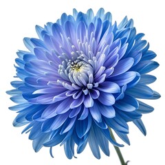 Vibrant blue chrysanthemum flower with delicate petals on white background