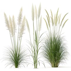 Three ornamental grasses with plumes on white background