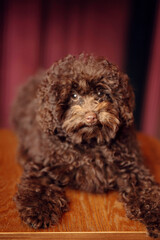 Portrait of a toy poodle puppy sitting in a coffee shop on a wooden chair, captured as a pet-friendly lifestyle scene with clean indoor composition and strong commercial usability.
