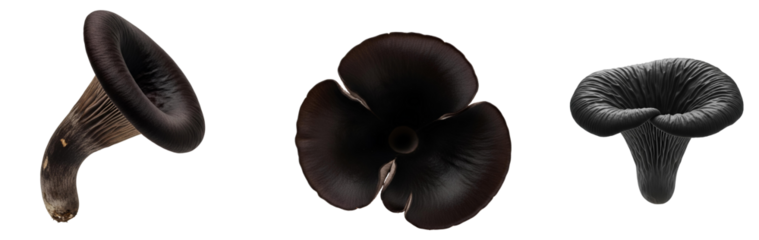 Black trumpet mushroom set PNG. Collection of fresh wild edible fungi in various perspectives in to view, and angle, isolated for diverse gourmet recipe visuals. Organic Black trumpet mushrooms PNG