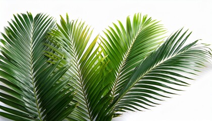 Tropical Green Palm Leaf On Transparent Background Png File