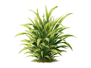 Fototapeta premium A green plant with long leaves is shown on a white background