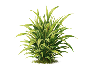 A green plant with long leaves is shown on a white background