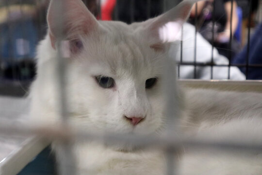 Gatto British Shorthair grigio che dorme pacificamente accovacciato su un telo di raso rosso lucido all'interno di una gabbia da esposizione felina
