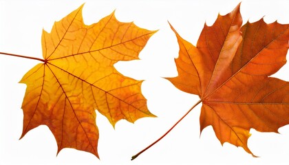 Bright Autumn Leaves Clipart Collection With Golden Orange And Yellow Foliage Isolated For Templates Artwork And Nostalgic Seasonal Designs