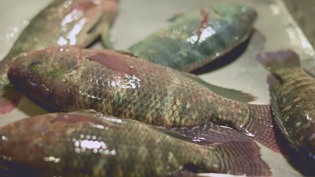 Seafood vendor showcasing glossy fresh tilapia, Closeup of moist tilapia under market lighting for marketing, Farmfresh tilapia with shiny scales displayed on stainless steel at seafood stall