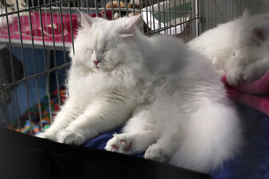 Gatto British Shorthair grigio che dorme pacificamente accovacciato su un telo di raso rosso lucido all'interno di una gabbia da esposizione felina