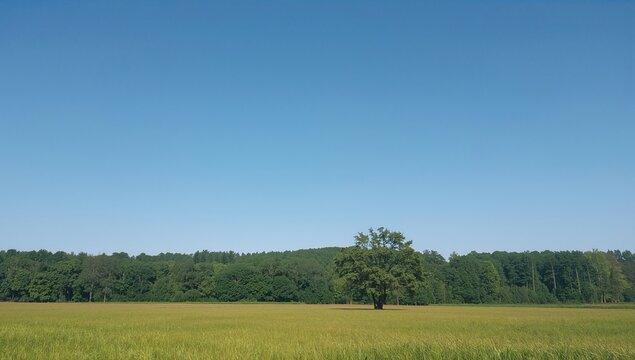 A vibrant summer landscape featuring tall trees and green grass under a clear blue sky, showcasing seasonal beauty - Powered by Adobe