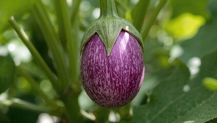 Edible fruit vegetable from the nightshade family with a purple, spongy texture