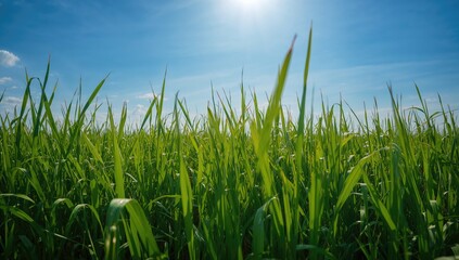 Tall grass flourishing under a bright blue sky, representing seasonal change