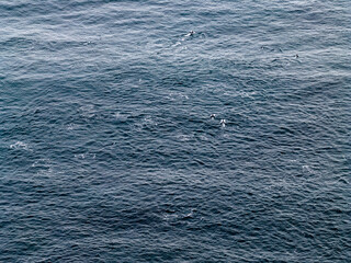 Aerial view of common dolphins feeding above huge dragnet in Donegal Bay, Ireland