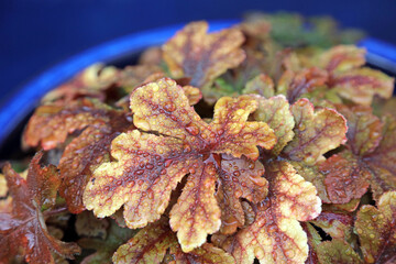 Macro image of orange and yellow Heuchera foliage covered with rain drops, Derbyshire England

